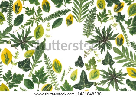 Spring background made of fresh green leaves. White background. Flat lay. View from above. Copy space.