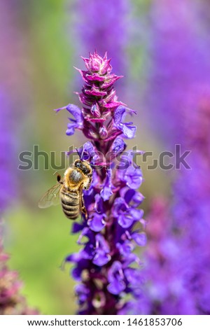 Honey bee collecting nectar pollen from a purple violet flower
