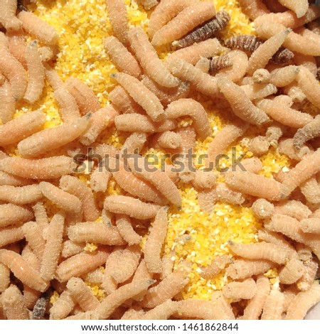 Macro photo maggots. Image background fishing bait white insect worms fly maggots. 