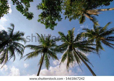Beautiful coconut trees in Indonesia, Java