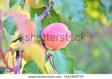 Ripe red peach growing at the peaches tree with selective focus and blurred yellow and green leaves. Organic eco friendly peach without pesticides. Branch with tasty juicy peach. Fruit harvest. 