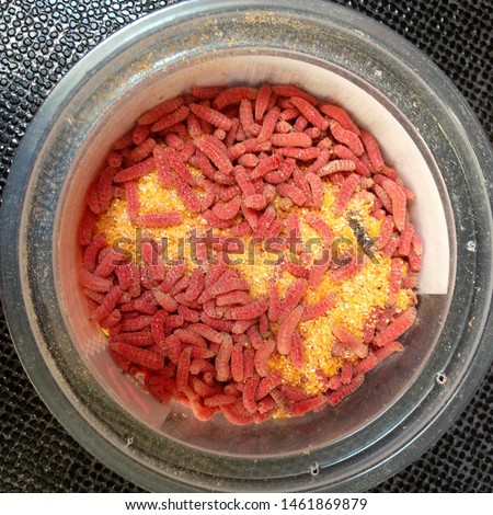 Macro photo pink red maggots. Image background fishing bait pink worms fruit fly maggots. 