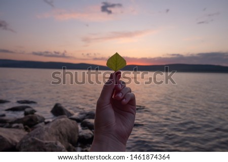 Leaf of a tree in a female hand on the background of the sunset sky and the lake. love of nature