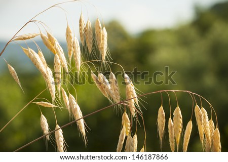 Wild oats plant on a meadow against sunset Royalty-Free Stock Photo #146187866