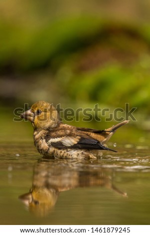 Juvenile Hawfinch with his reflection