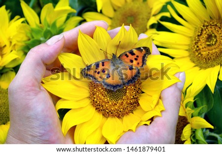 bright orange butterfly sitting on a sunflower. sunflower flowers in hands. large tortoiseshell butterfly.