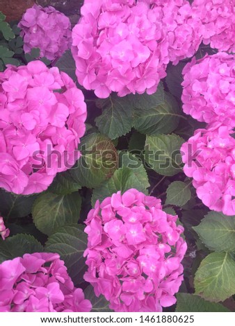 Hydrangea flower shrub bush full screen in English garden - stock photo photograph image picture 