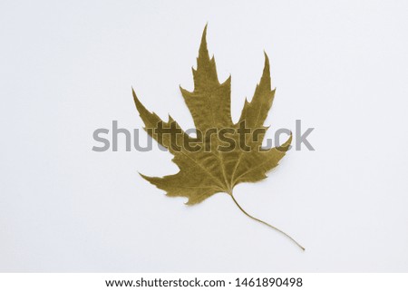 
dried maple leaf, Maple Leaf, herbarium