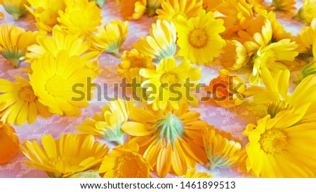 Pot marigold (Calendula Officianalis) flower. Yellow flowers of calendula. Cut slides of orange flowers laid out to dry. Preparation of flower natural tea for the winter. Selective focus image.