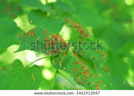 tree leaves affected by aphids. Insect pests and tree deseases. Organic food and agriculture.