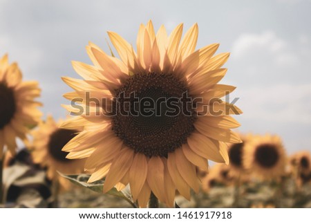 Sunflower close up. Blooming sunflower. Natural background. There is a place for text. Lots of free space. Background. Banner. Postcard.