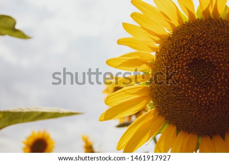 Sunflower close up. Blooming sunflower. Natural background. There is a place for text. Lots of free space. Background. Banner. Postcard.