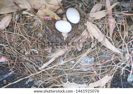 A pigeon nest with two pigeon eggs
