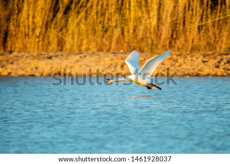 Swan in flight over the lake in natural park Isola della Cona.
