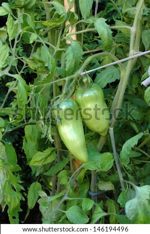 Growing paprika tomato in the field
