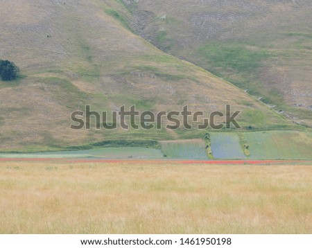 View of the flowering fields of lentils in Castelluccio, Italy.