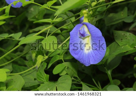 Blue butterfly pea flower (Clitoria ternatea)