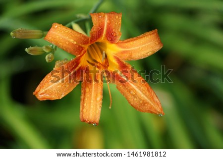 Tiger Lily Flower Isolated in Garden