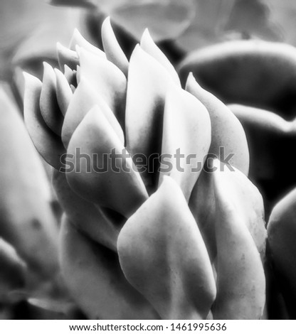 Detail of succulent plant, in black white