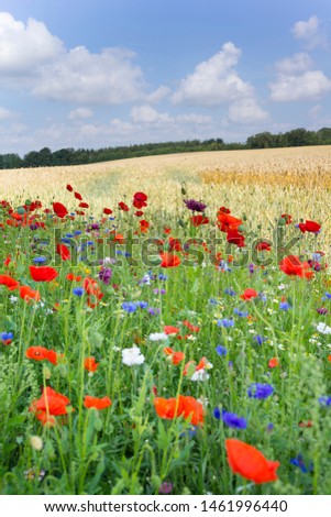 Summer field in Denmark with flowers