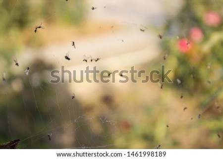 insects stuck in a web