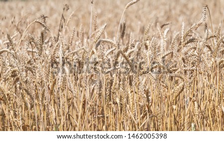 A field of ears of rye, ripe yellow wheat.