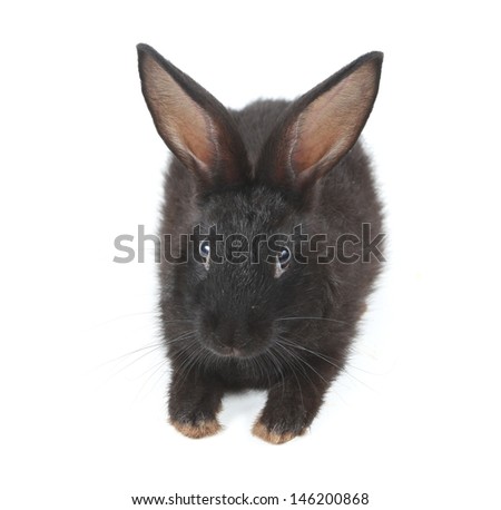 Small racy dwarf black bunny isolated on white background. studio photo. 