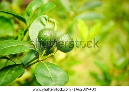 Bunches of Raw lemon on lemon tree branches in garden.