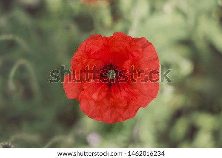 Juicy red poppy on green background