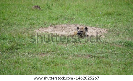 Hyena hidden in a hole in the savannah of Africa
