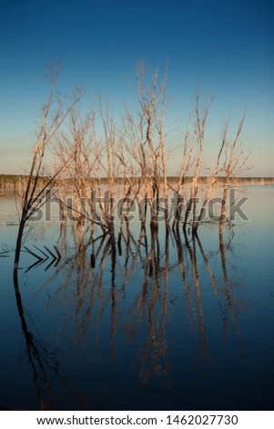 The reflection of dry trees in the water