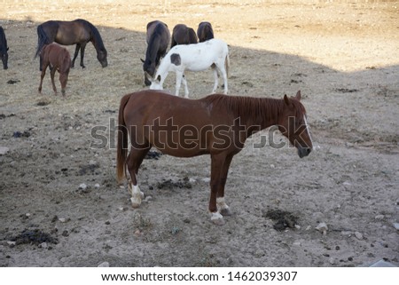 Spanish horses in the Balearic Islands 