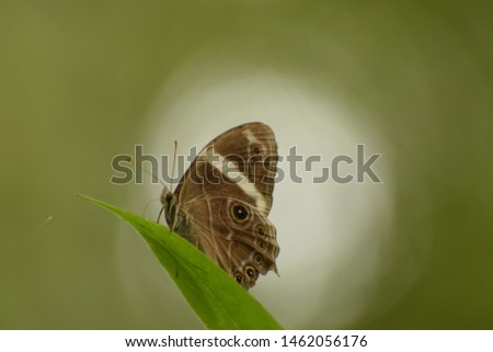 amzing picture of banded treebrown ( lethe confusa ) butterfly sitting on leaf .
