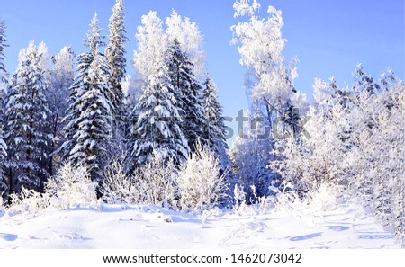 Winter snow forrest background. Snow winter forrest picture