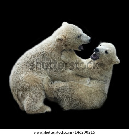 Combat of polar bear cubs, isolated on black background.