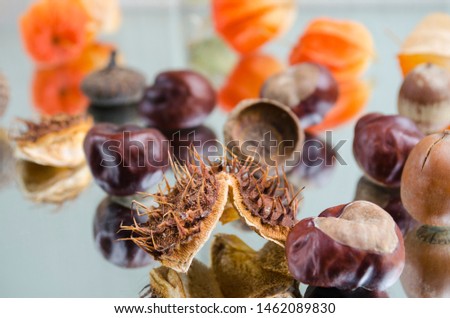 Creative background of ripe chestnut fruit and bright Physalis. Great idea for design, pattern, decoration. Beautiful card. Horizontal view