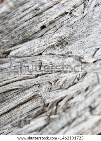 Old tree light wood texture 