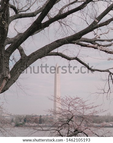 Washington monument with nice trees