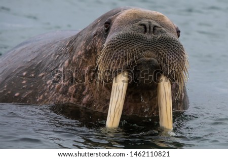 The Walrus was hunted nearly to extinction in the Svalbard Archipelago.  It is legal for indigenous people to hunt walrus.  Populations of walrus are just recovering from over-hunting in Svalbard.
