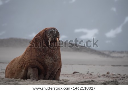 The Walrus was hunted nearly to extinction in the Svalbard Archipelago.  It is legal for indigenous people to hunt walrus.  Populations of walrus are just recovering from over-hunting in Svalbard.