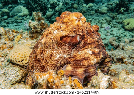 Octopus king of camouflage in the Red Sea, eilat israel 
