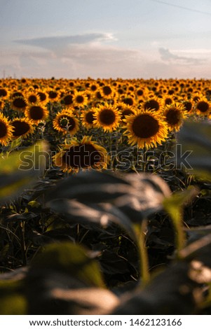 Amazing sunflowers and sky during sunset 