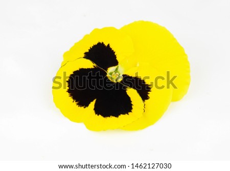 yellow flower on white background,spring flower