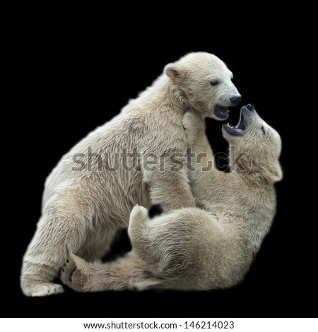 Sibling kiss of playing polar bear children, isolated on black background.