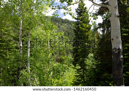 tree in forest summer green cool feeling sunny daylight hiking for exercise 