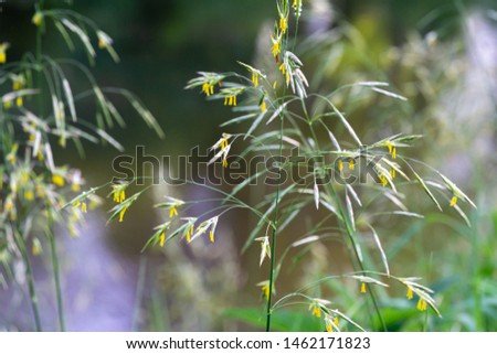 Graceful spikelets of Awnless brome (Bromopsis inermis) on meadow near river - gentle summer natural background for any design. That nice plants Bromus inermis is feed culture for fattening animals