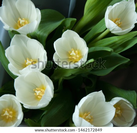 White tulips in a bouquet. Beautiful spring flowers. Spring mood. Romantic gesture. Photo on the card.