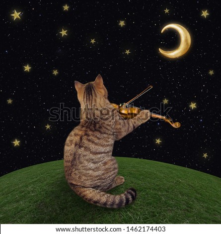 The cat musician is playing the violin on the meadow at moon night.