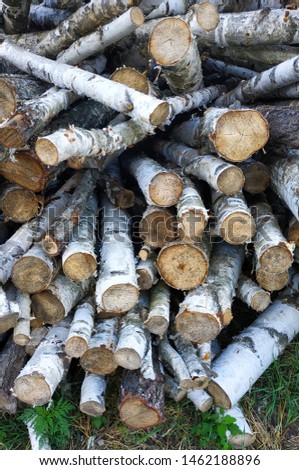 Cut logs, close-up. Sawn birch trunks.Wood pile reserve for the winter. Pile of chopped firewood. Background texture wood. Wood chips for your design