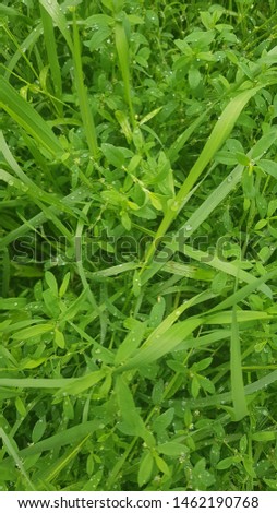 Grass texture, after the rain